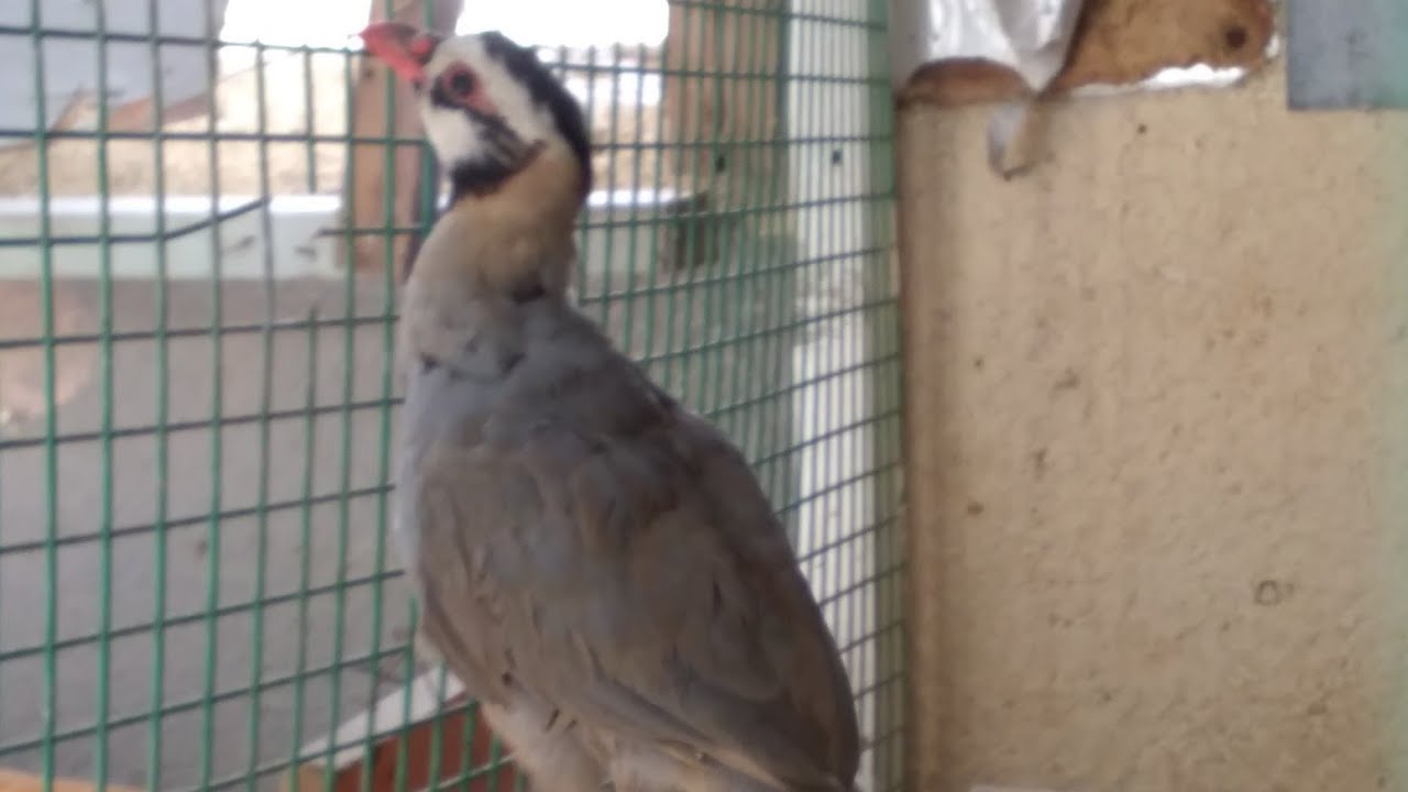 Arabian partridge