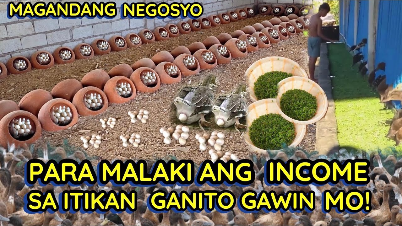 PARA MALAKI ANG INCOME SA ITIKAN GANITO GAWIN MO! || KAFARMERS || AGRi BUSINESS