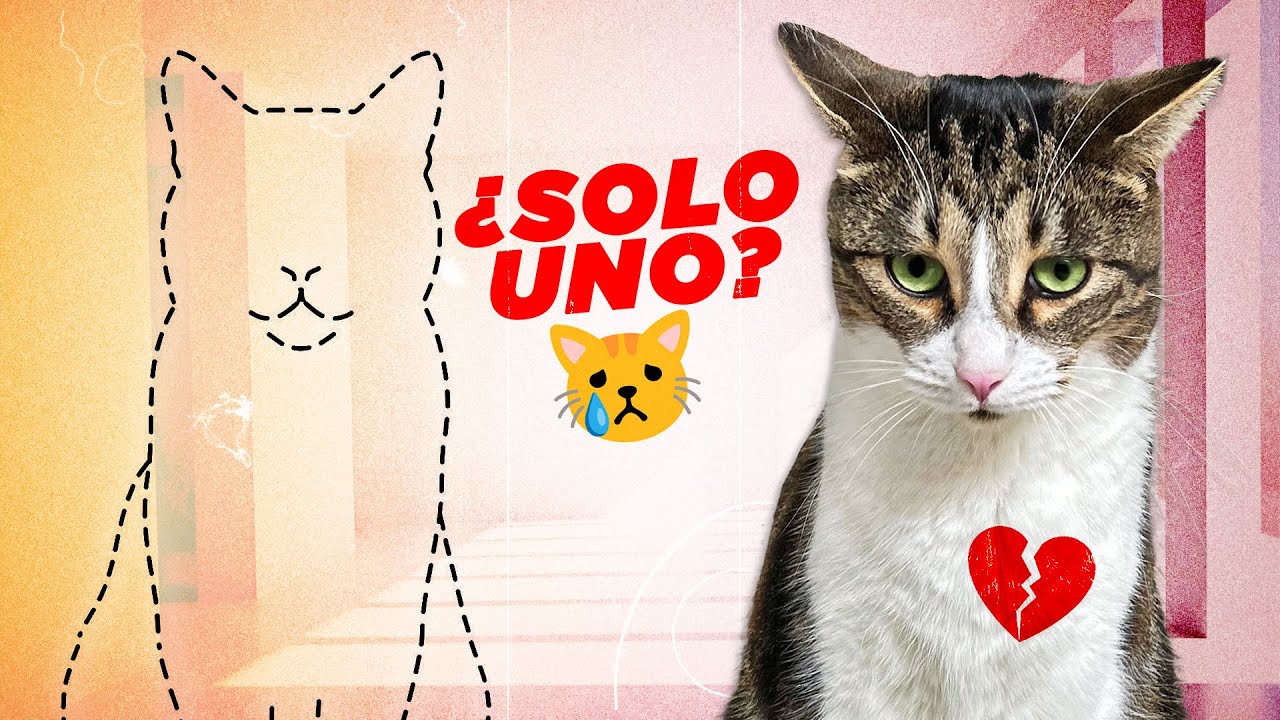 &iquest;Es ego&iacute;sta ADOPTAR SOLO UN GATO? 😿💔 &iquest;DOS GATOS siempre MEJOR QUE UNO?