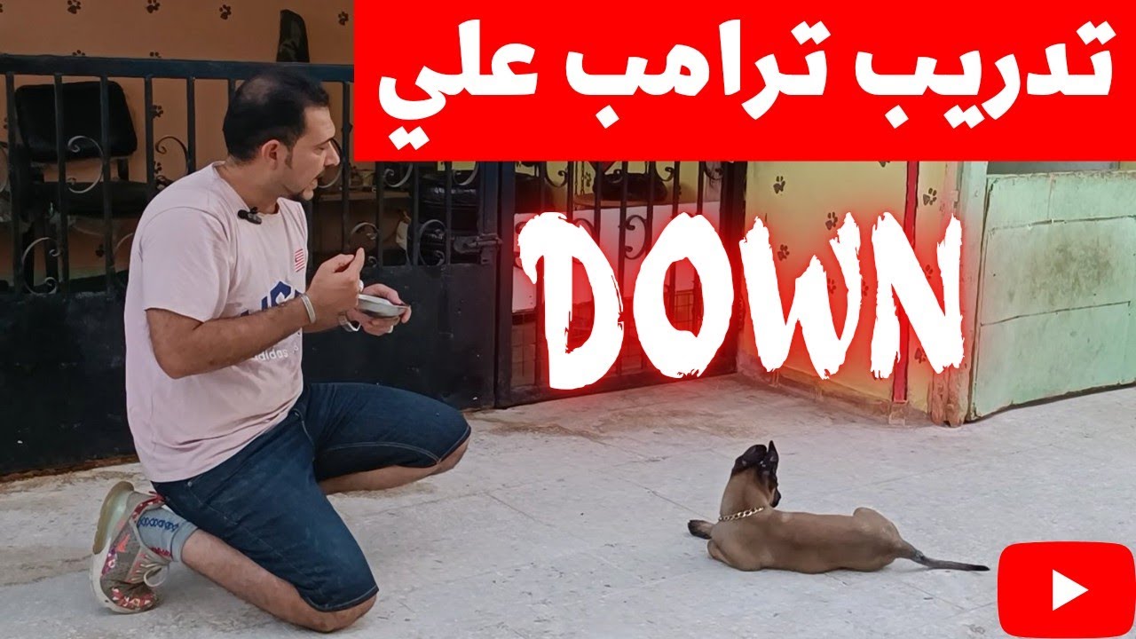 ازاي تدرب كلبك علي امر down  تحت (3) مع كابتن شريف شحاته