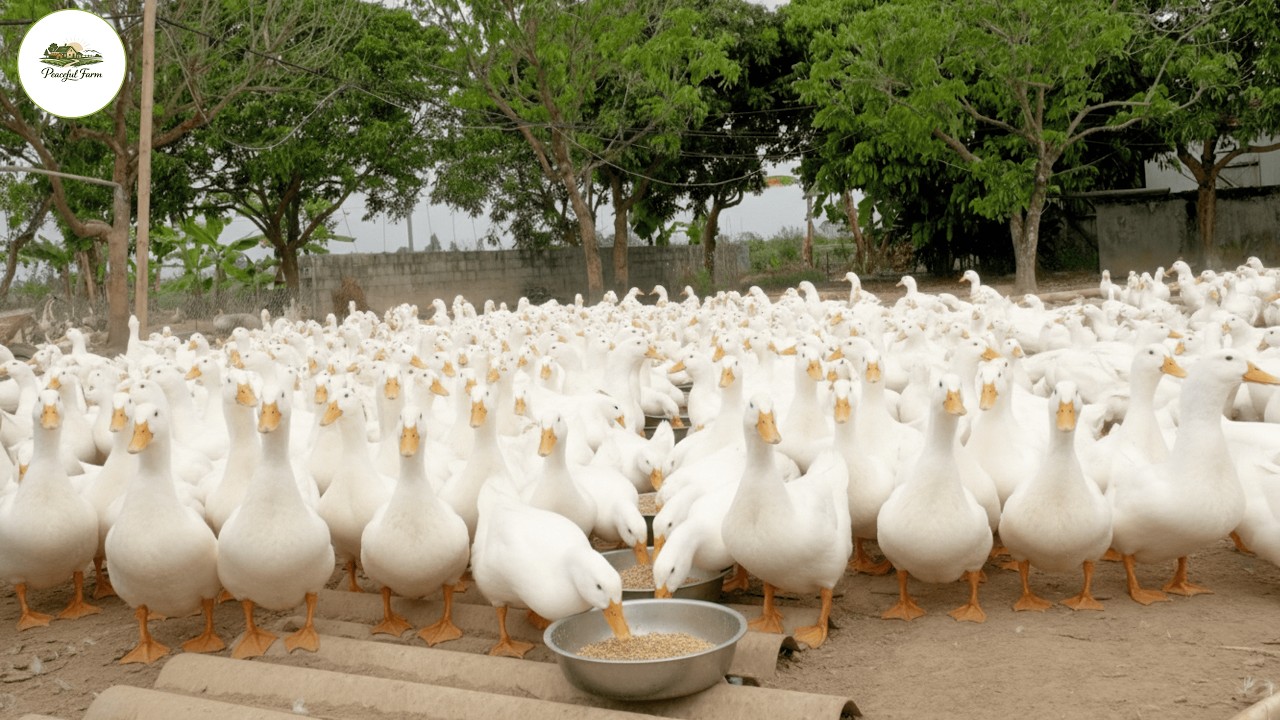 Feeding 1000 Free Range Ducks &ndash; Inside Our Duck Farm Routine