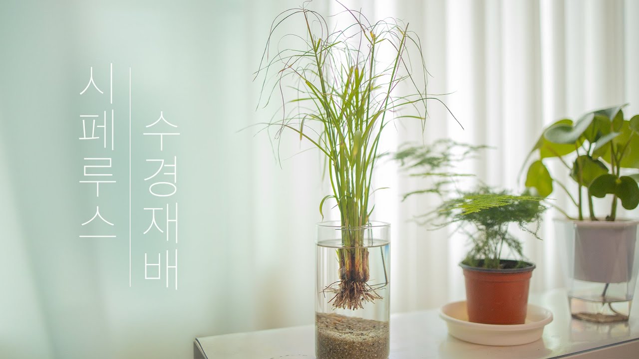 [SUB ENG] 시페루스 수경재배 | 화병 중앙에 식물 위치 고정시키기 | 물멍 | Cyperus water culture | MulMung