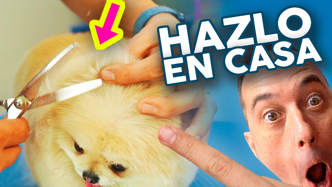 Cómo cortar a TIJERA las PATAS y OREJAS de un POMERANIA 😍 ✂️ PELUQUERÍA CANINA