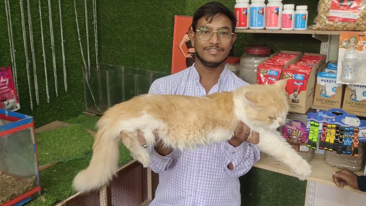 Royal pet's store in Hyderabad asif nagar | pet's shop | cats rabbits budgies chick's 🐦