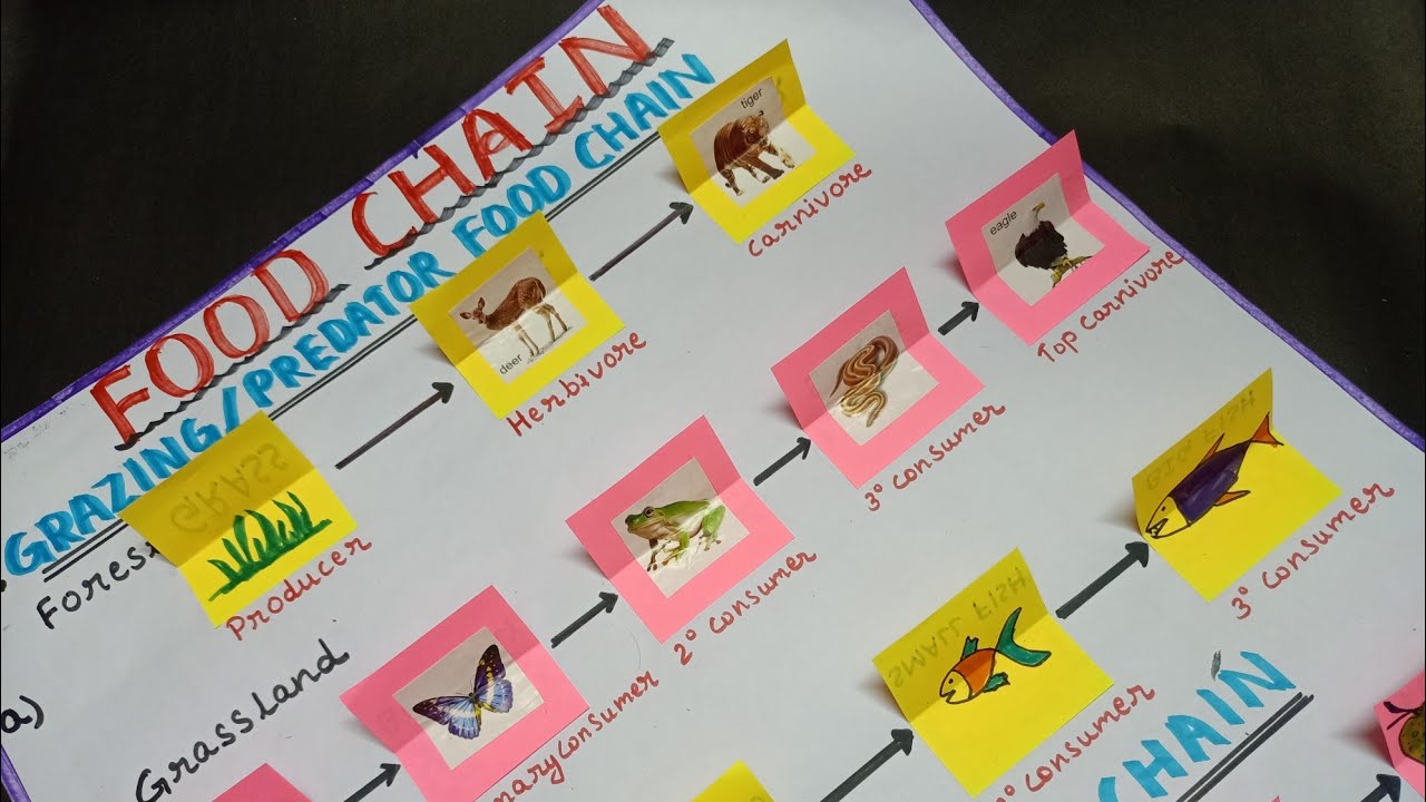 Food chain, tlm, types of food chain, science tlm, tlm for upper primary school@tlmworld1