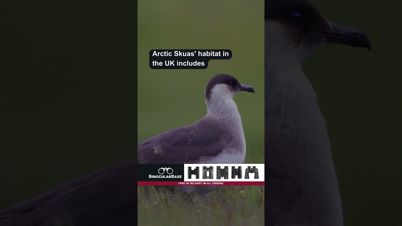 Arctic Skua Habitat #birds #birdwatching #birdslover #birdphotography #ukbirding