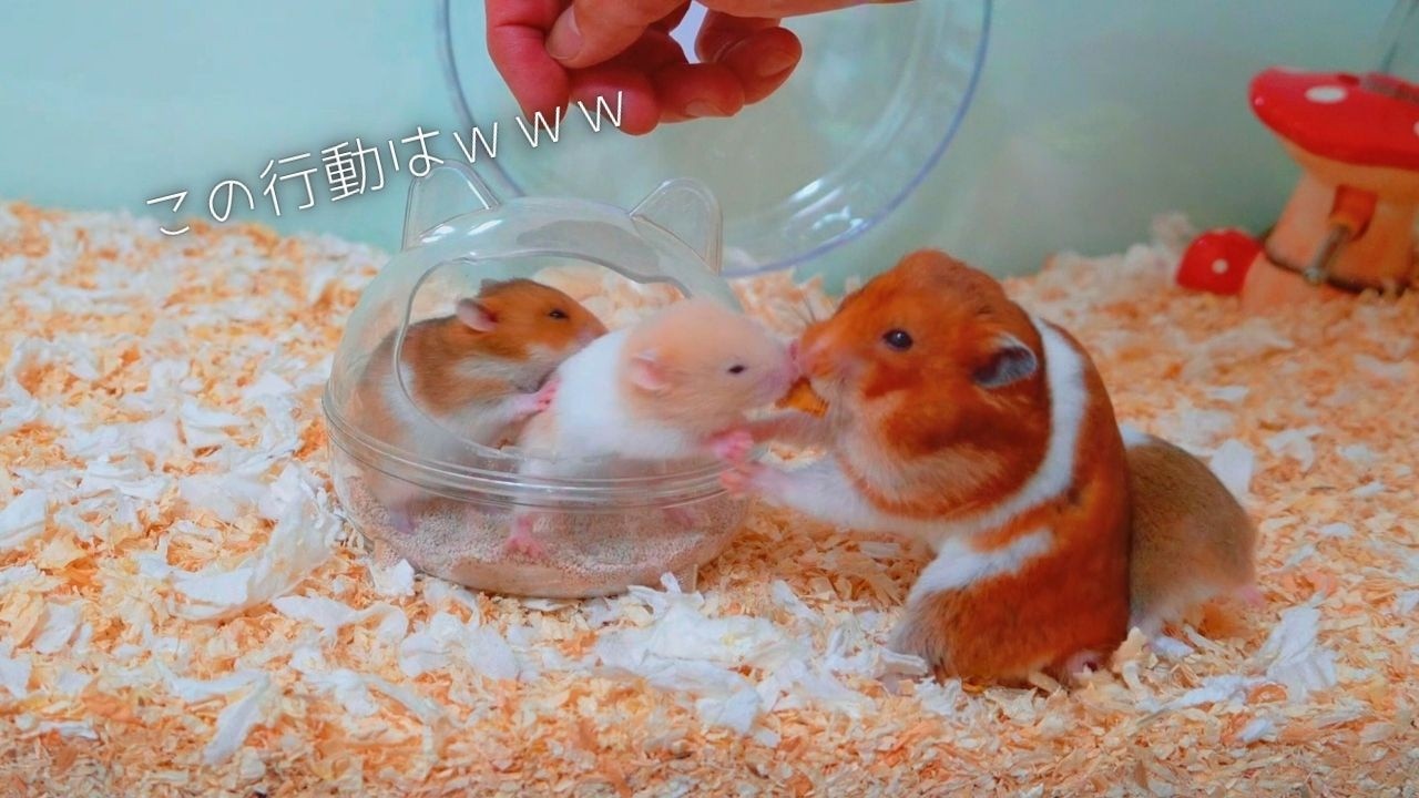 初めてのおやつあげたら母の行動が凄かったｗｗｗ　