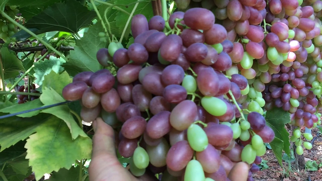 CRIMSON SEEDLESS 2020