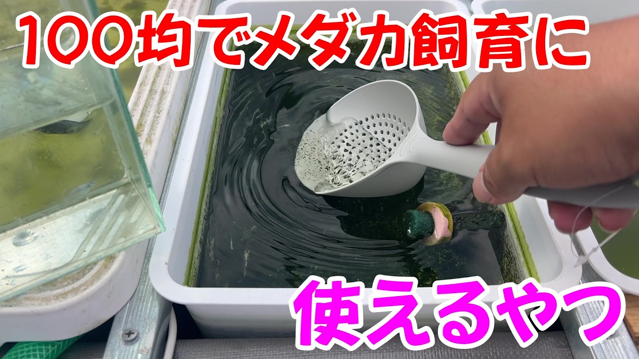 【めだか】１００均でめっちゃ使えるやつ見つけました！　Ｂ型おやじ　2026年　2月　27日　投稿