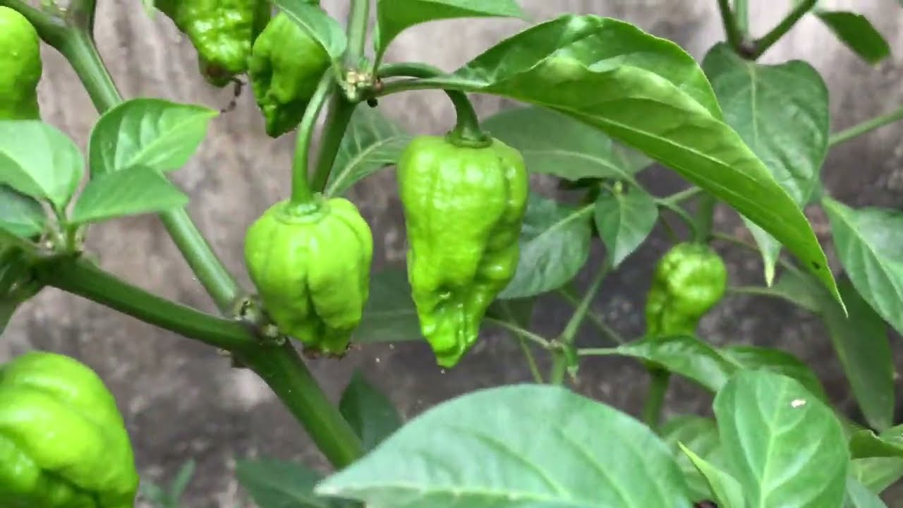 মাত্র ১বার এই পরিচর্যা করলেই নাগা মরিচ গাছে হবে বাম্পার ফলন  | ১০০% কার্যকর টিপস 