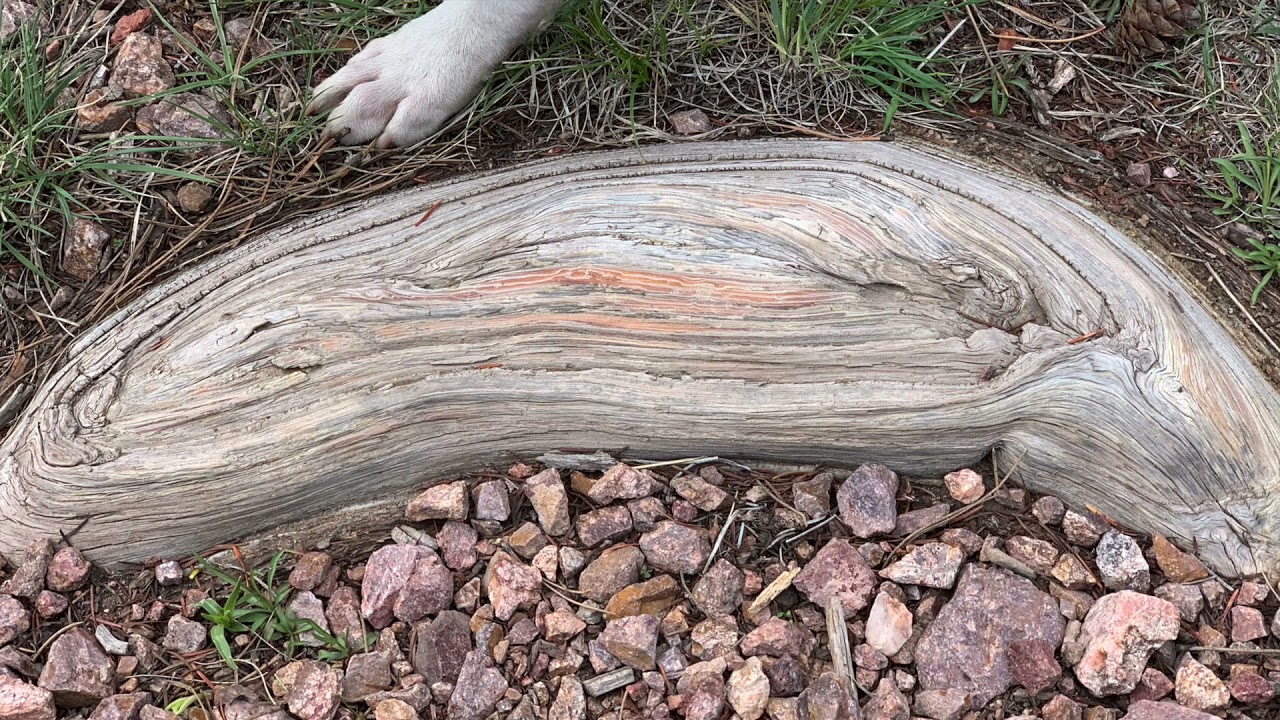 Biblical Tree Remains , Assyrian-Cedar Tree, part 2