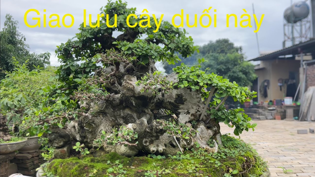 Chia sẻ và giao lưu tới quý khán giả yêu cây trên cả nước. Tác  phẩm duối trực nùn thân hình đẹp ✅