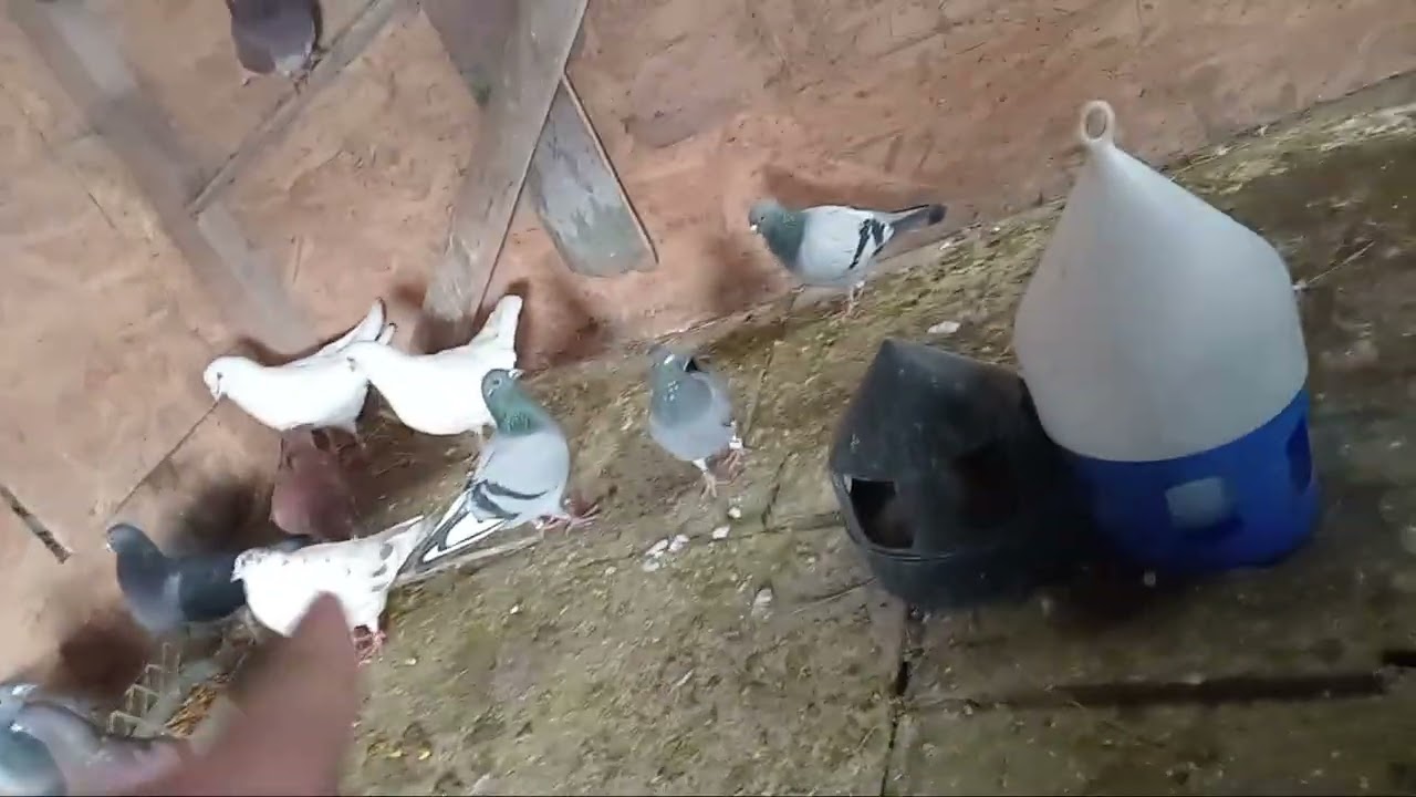 Noutati la porumbei au început sa îsi adune paie în cuibare .🕊🕊🕊