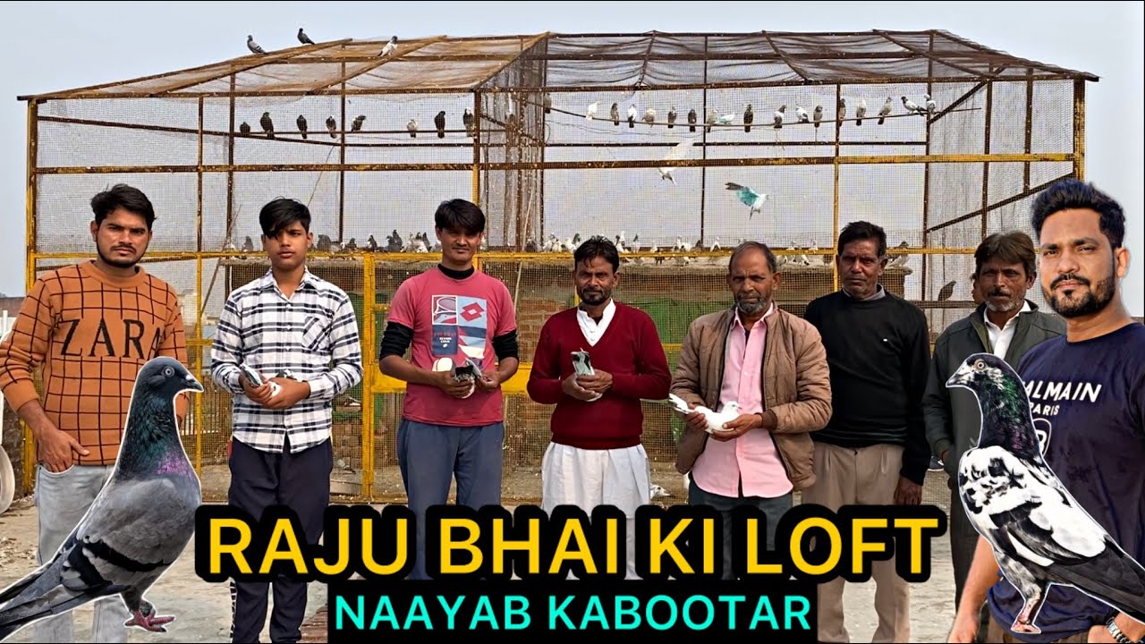Raju Bhai Ki Loft Tour (Tilhar UP) | Shaandaar Shahjahanpuri & Dobaz Kabootar Breeds
