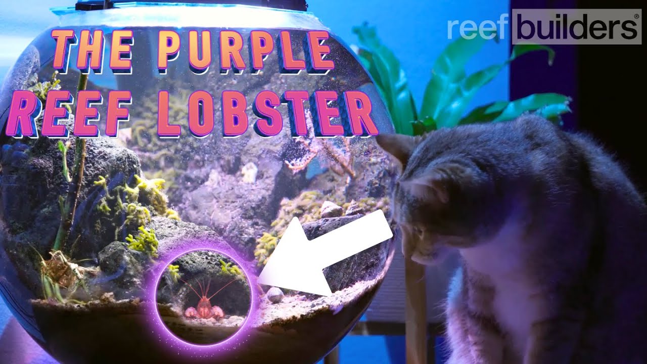 Keeping a Beautiful Purple Lobster In A 9 Gallon Nano Reef Bowl