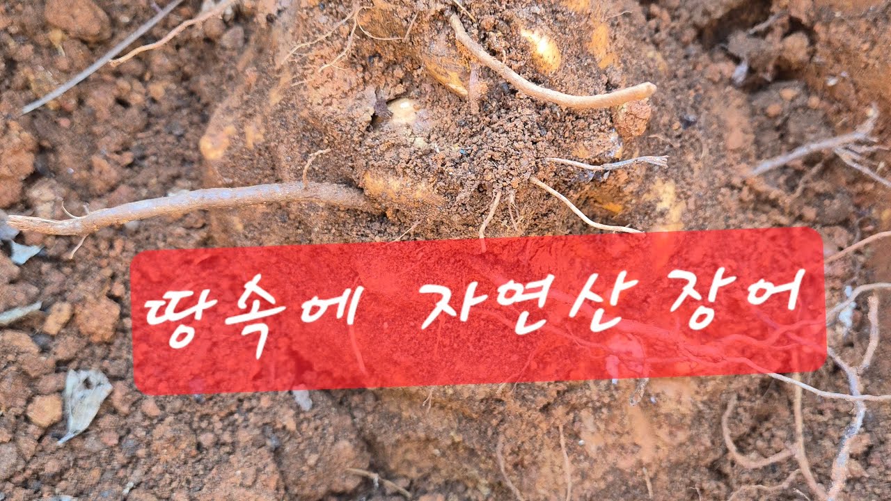 산속에 장어.  자연산 산마