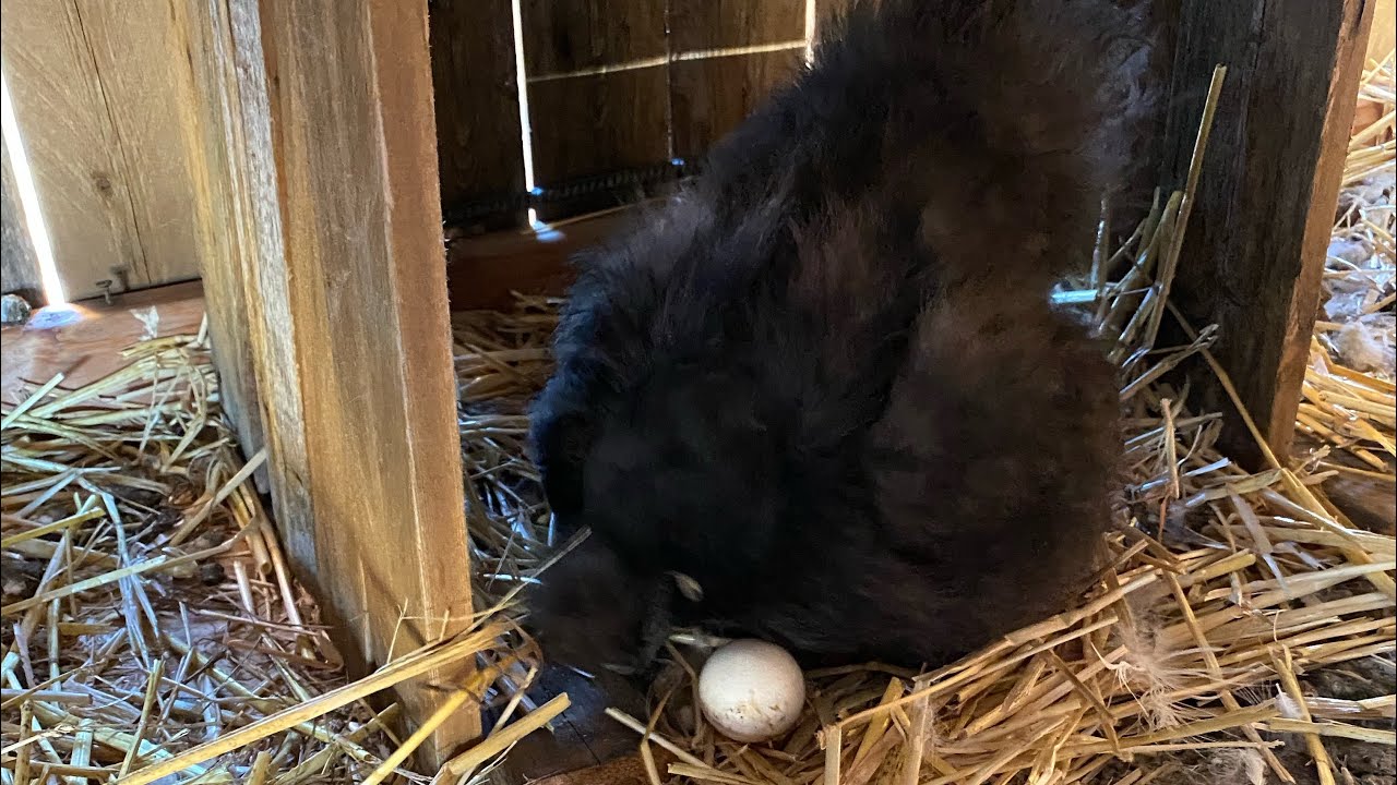 Gallina silkie culeca con su primer nido con 10 huevos para empollar