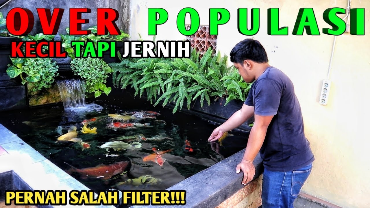 KOLAM KOI KECIL OVER POPULASI TAPI JERNIH BEGINI FILTER DAN PERAWATANNYA#IKANKOI#KOLAMKOI#KOI#
