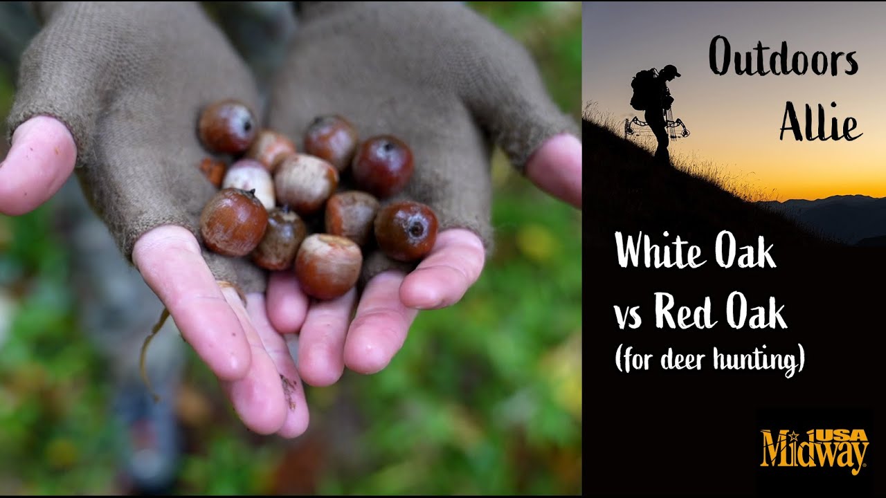White Oak vs Red Oak Trees for Deer Hunting | Outdoors Allie