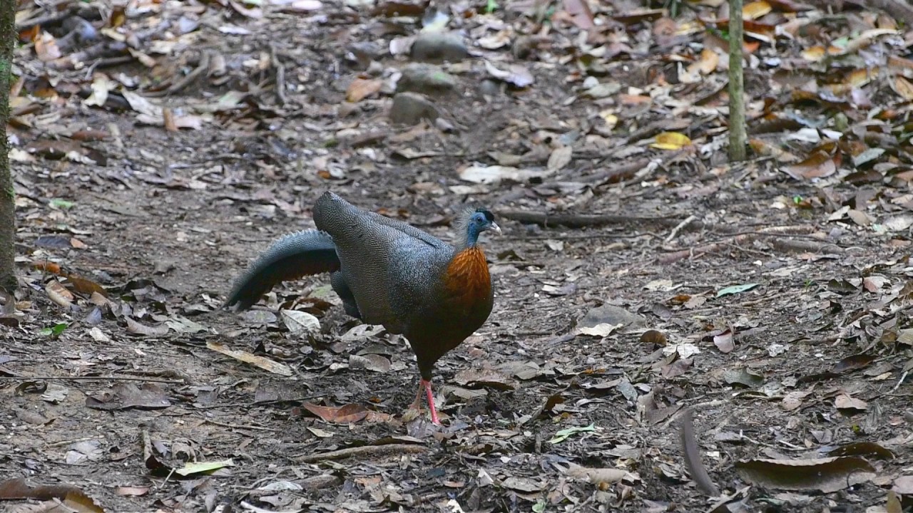 The Great Argus Pheasant Plus HD