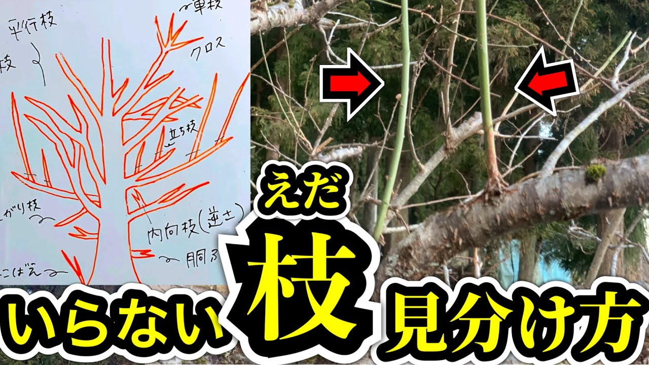 【図解】初心者がこれだけ知っておけば失敗しない剪定の基本講座①剪定時期と切るべき枝