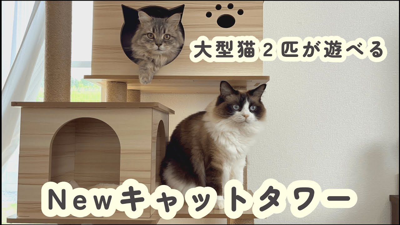 【Newキャットタワー】大型猫２匹は仲良く使ってくれるでしょうか？/木製キャットタワー