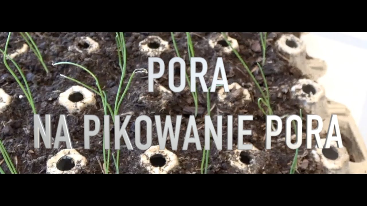 Jak pikować POR pikowanie