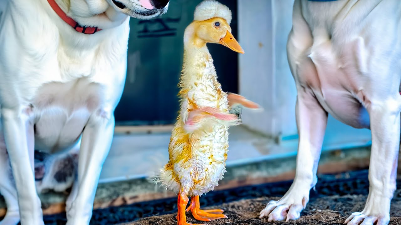 Blind duckling was rejected and now befriends 3 huge dogs, thinking itself a puppy