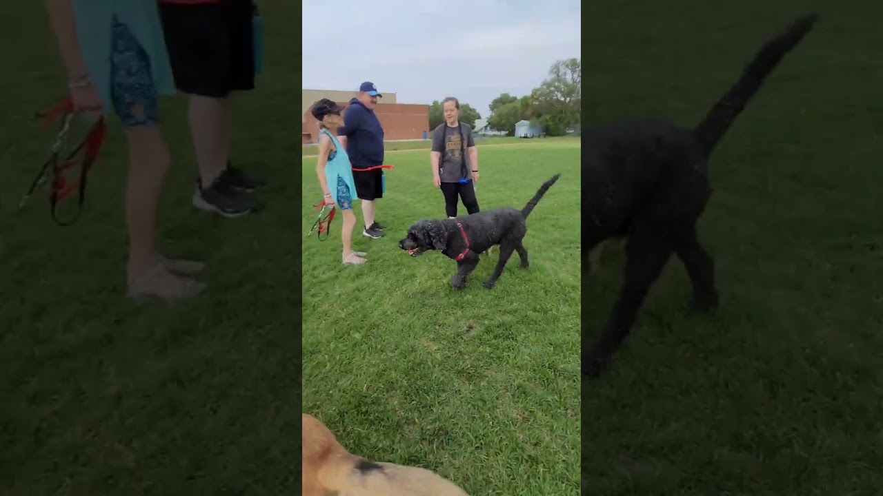 Formosa mountain dog play with friends