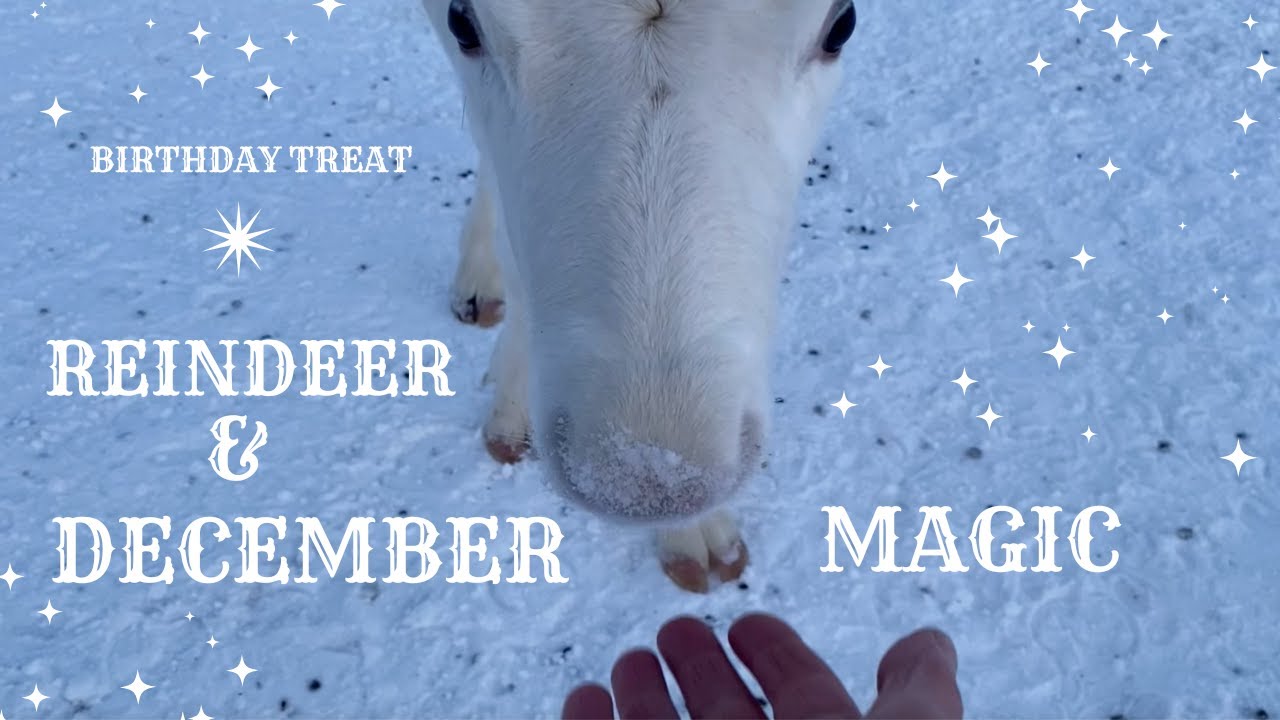 December Magic. Christmas Wreath, Birthday Presents and Reindeer in Tromso
