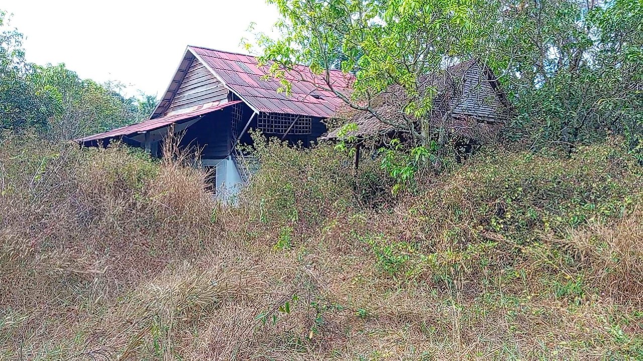 Untouched for 26 Years! An Old Wooden House Hidden Under Massive Overgrowth