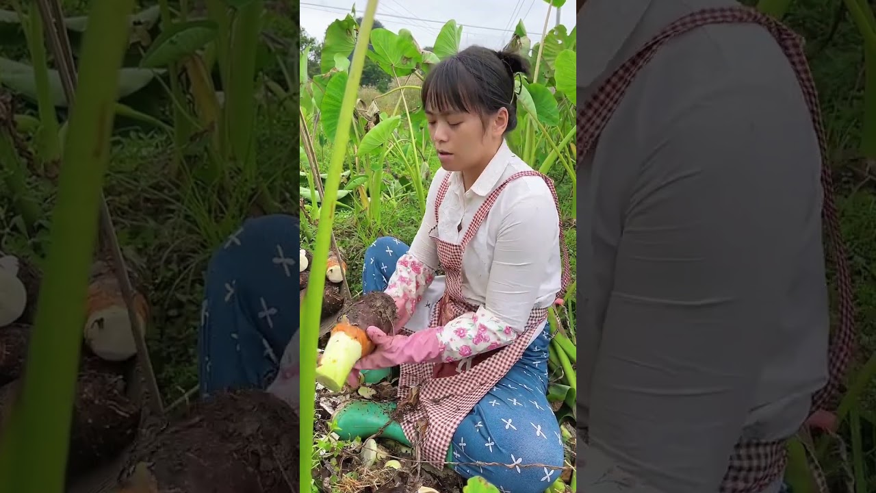 Taro Farm #69