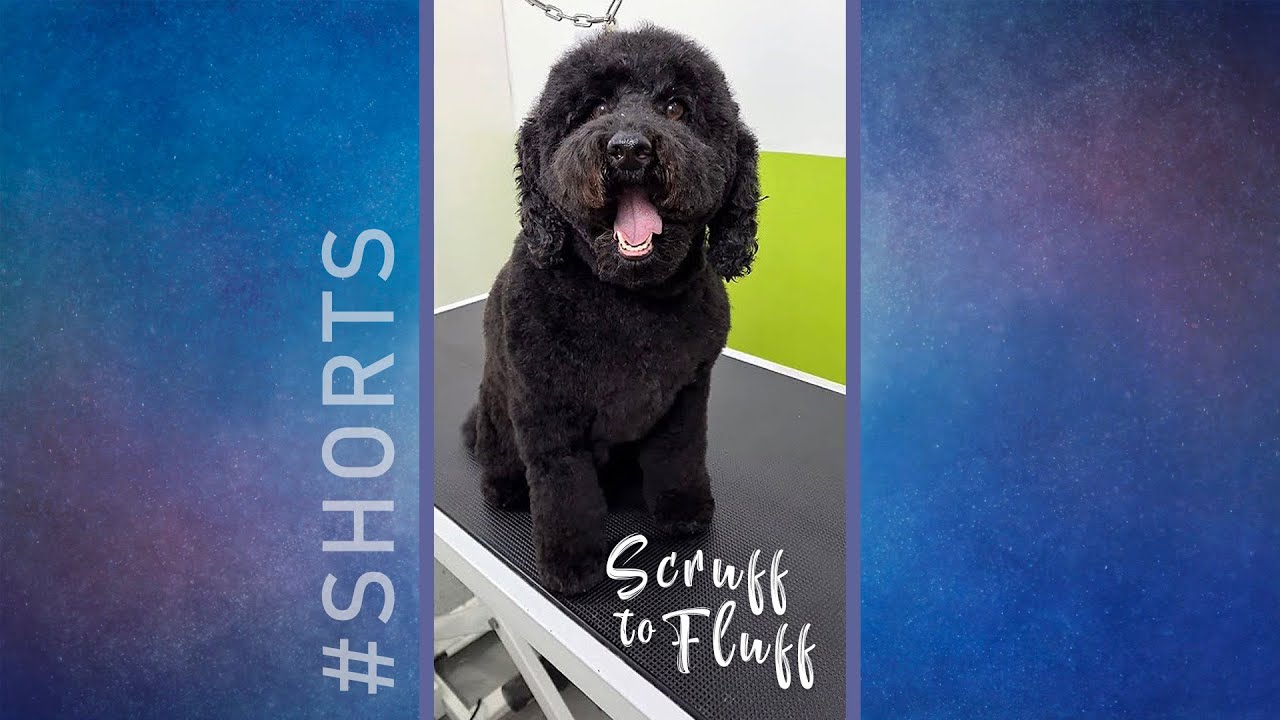 Scruff to Fluff: Cockapoo (Cocker Spaniel x Poodle) #shorts