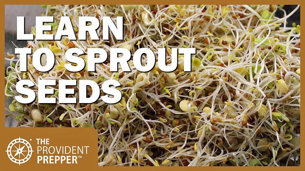 Prepper Pantry: Learn How to Sprout Seeds for Increased Nutrition