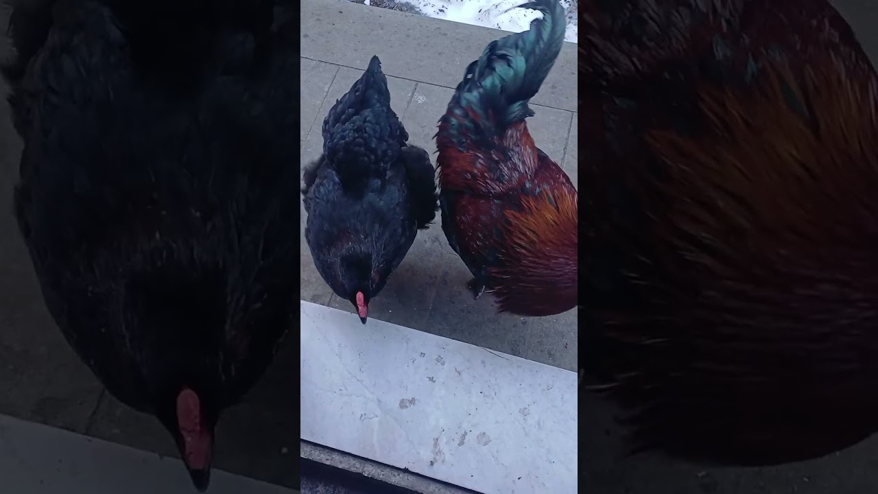 GALLO CHE CANTA E GALLINA 🐔🐓