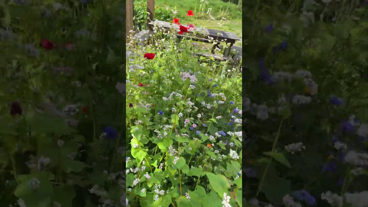 Wildflower garden