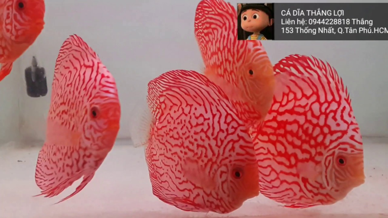 C&aacute; Dĩa  ( C&aacute; Đĩa ) Đẹp Mới Về Tại Trại C&aacute; Dĩa Thắng Lợi | MUA B&Aacute;N C&Aacute; DĨA PHẦN 1 | DISCUS FISH