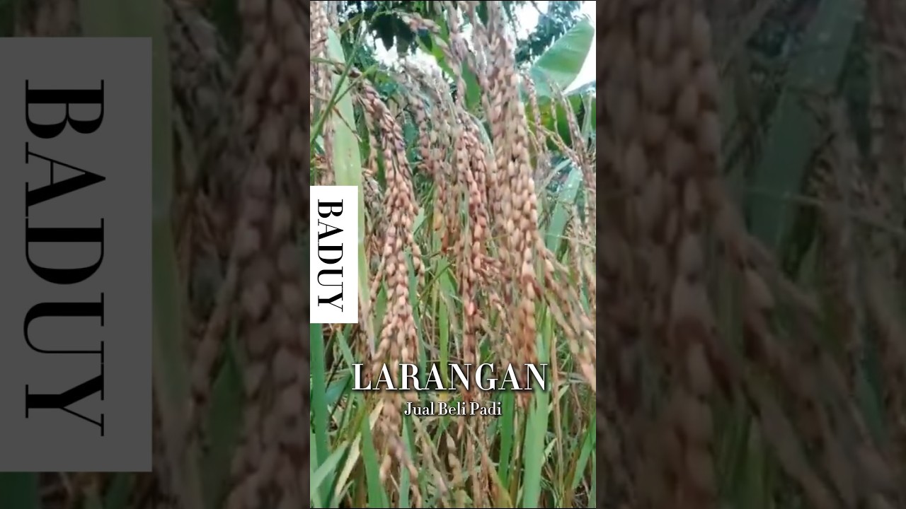 Larangan Jual Padi Hasil Panen