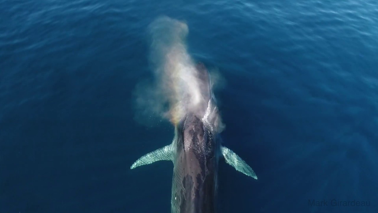 Fin whale breath (slo-mo)