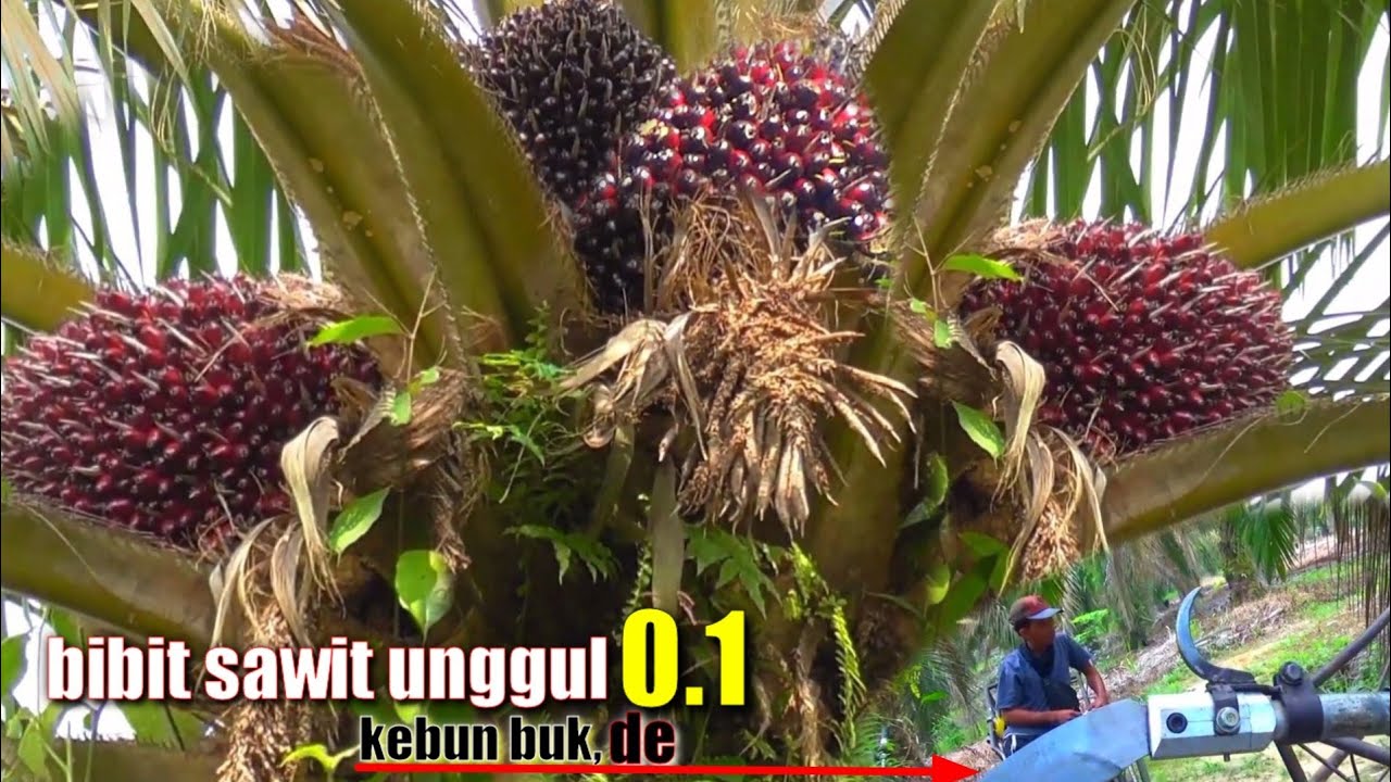 DI LUAR AKMAAL.. KEBUN SAWIT BUK,DE BERBUAH BESAR² || PANEN RAYA DI SAAT TETANGGA MUSIM TREK