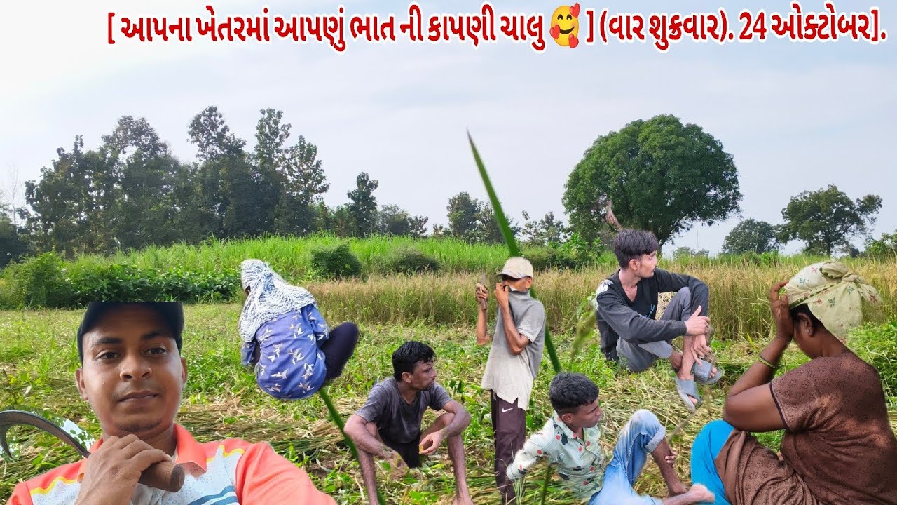 [ આપના ખેતરમાં આપણું ભાત ની કાપણી ચાલુ 🥰 ] (વાર શુક્રવાર). 24 ઓક્ટોબર]. 