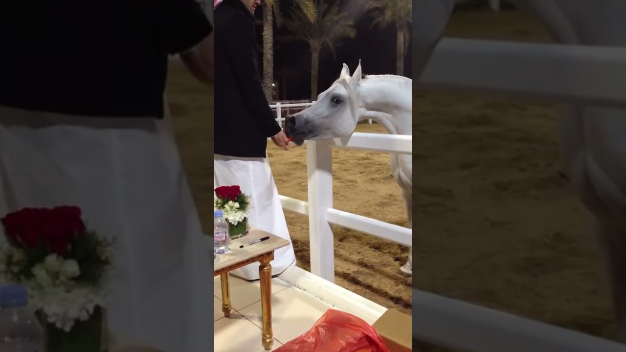 Turkiyah Alwaab in Qatar a powerful arabian mare