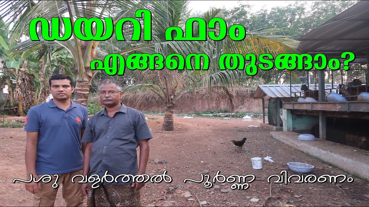 ഡയറി ഫാം എങ്ങനെ തുടങ്ങാം - പശു വളർത്തൽ പൂർണ്ണ വിവരണം - Cattle Farming