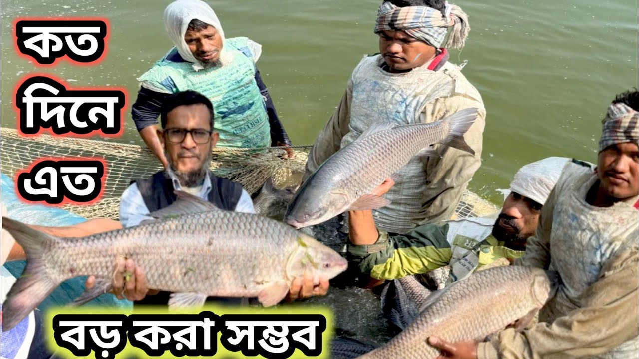 ৮ কেজি মাছ কি ভাবে সম্ভব সরাসরি  কি মেডিসিন খাওয়াতে হয়, মাছ হারবেস্ট করছে দেখুন 