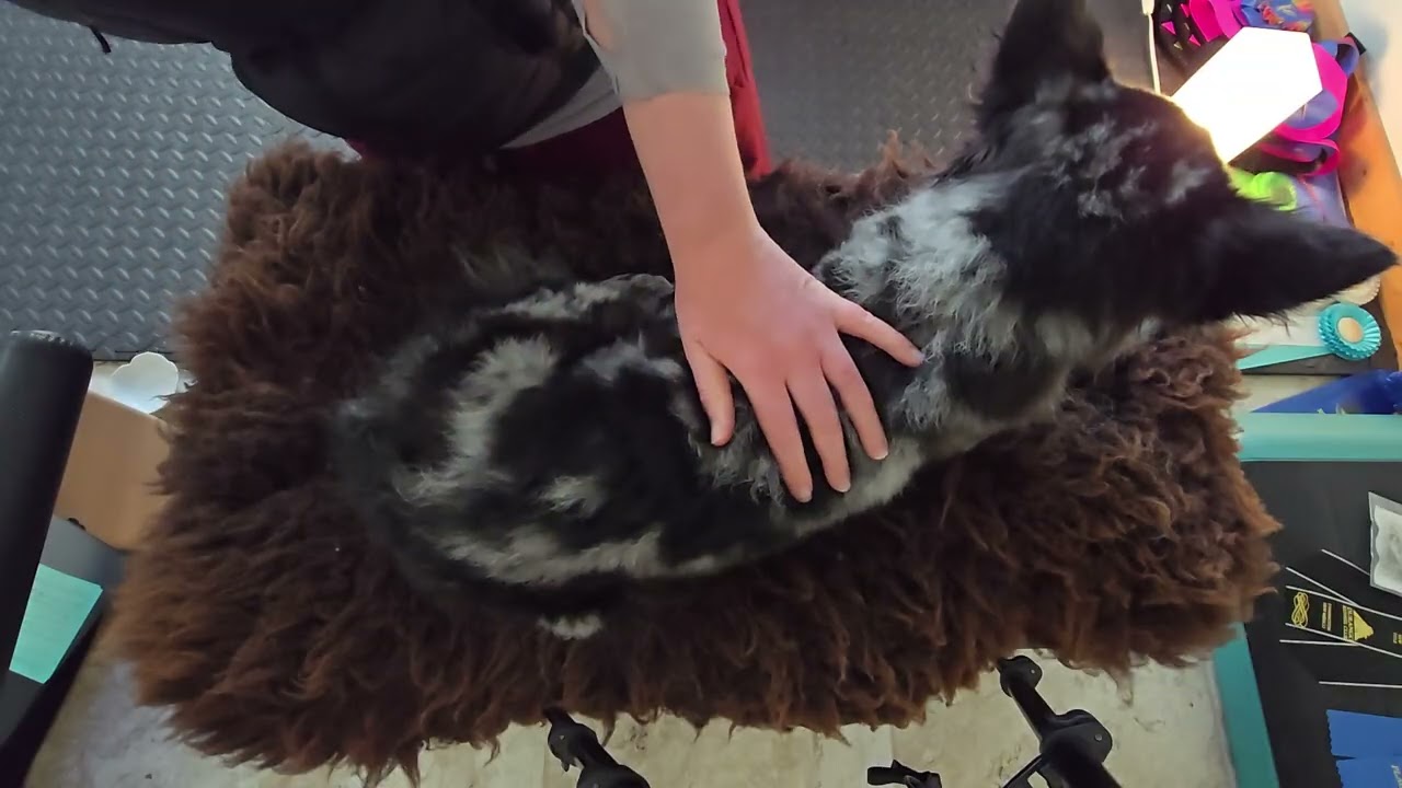 Skye the Mudi gets practice TTouch strokes neuro sensory dog massage
