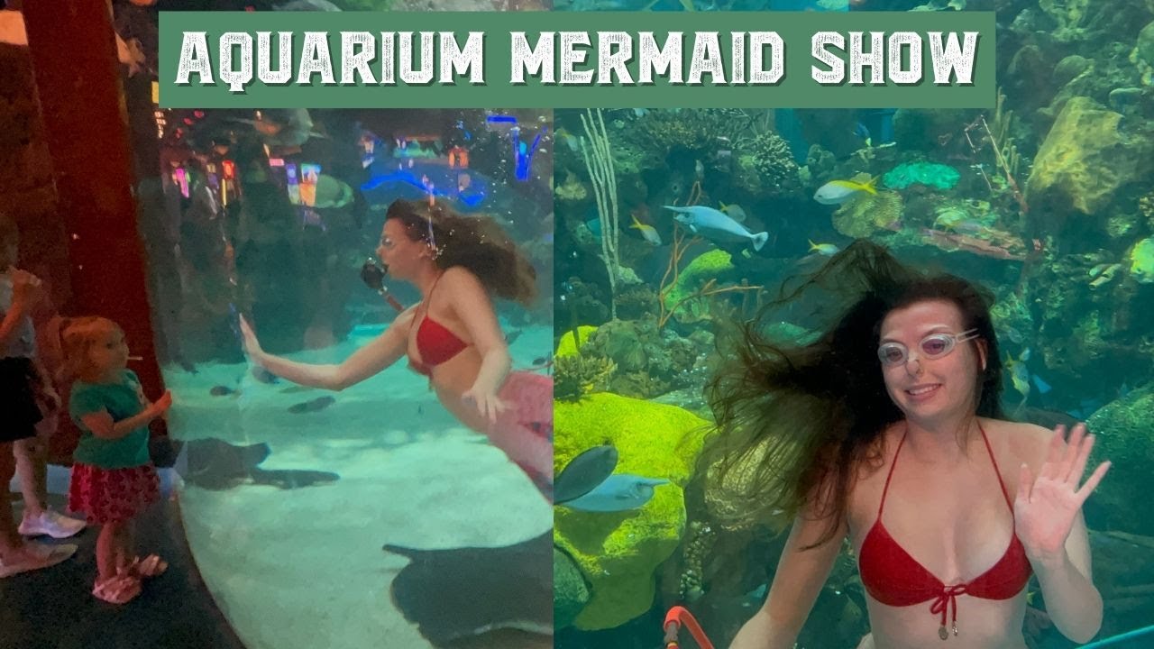 Aquarium Mermaid Show - The Aquarium at Silverton Casino | Las Vegas, Nevada