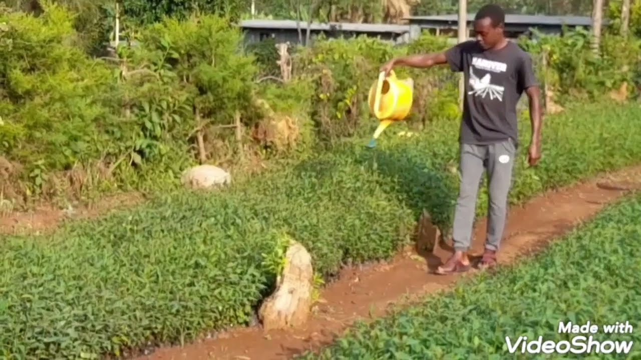how to propagate eucalyptus tree seedlings and make great profit