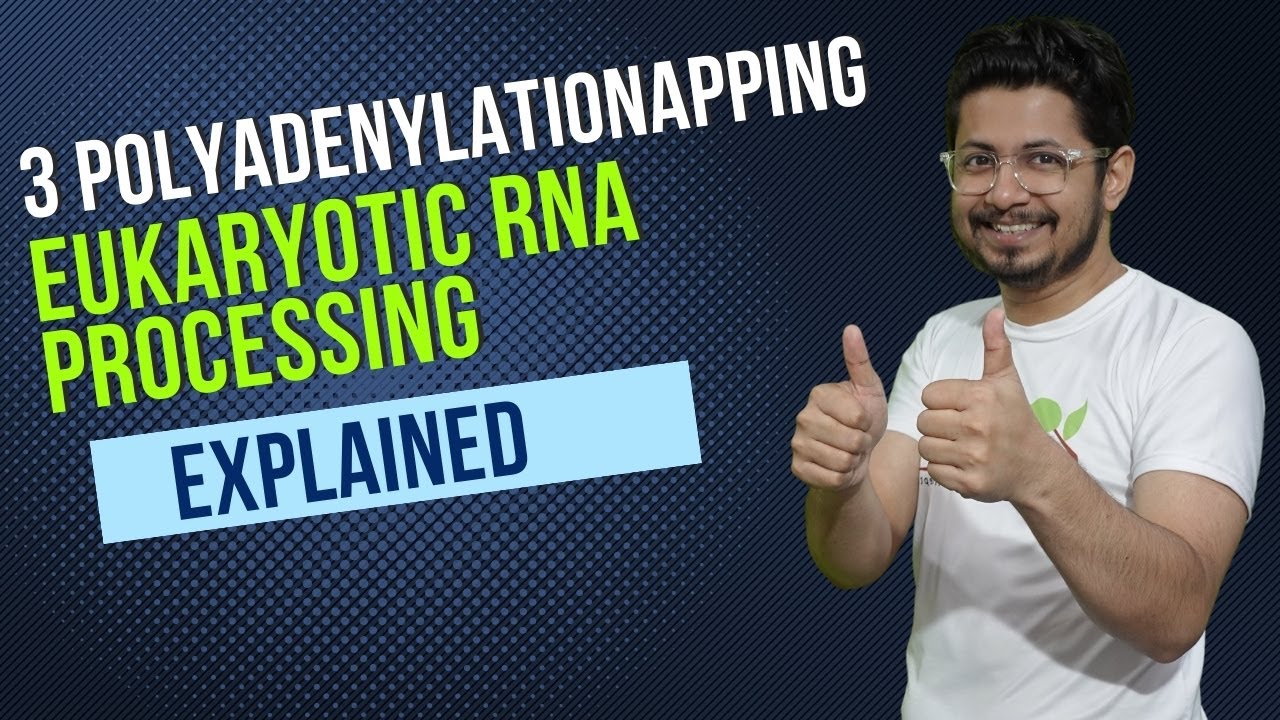 3 prime polyadenylation of eukaryotic mRNA | eukaryotic RNA processing | RNA poly adenylation