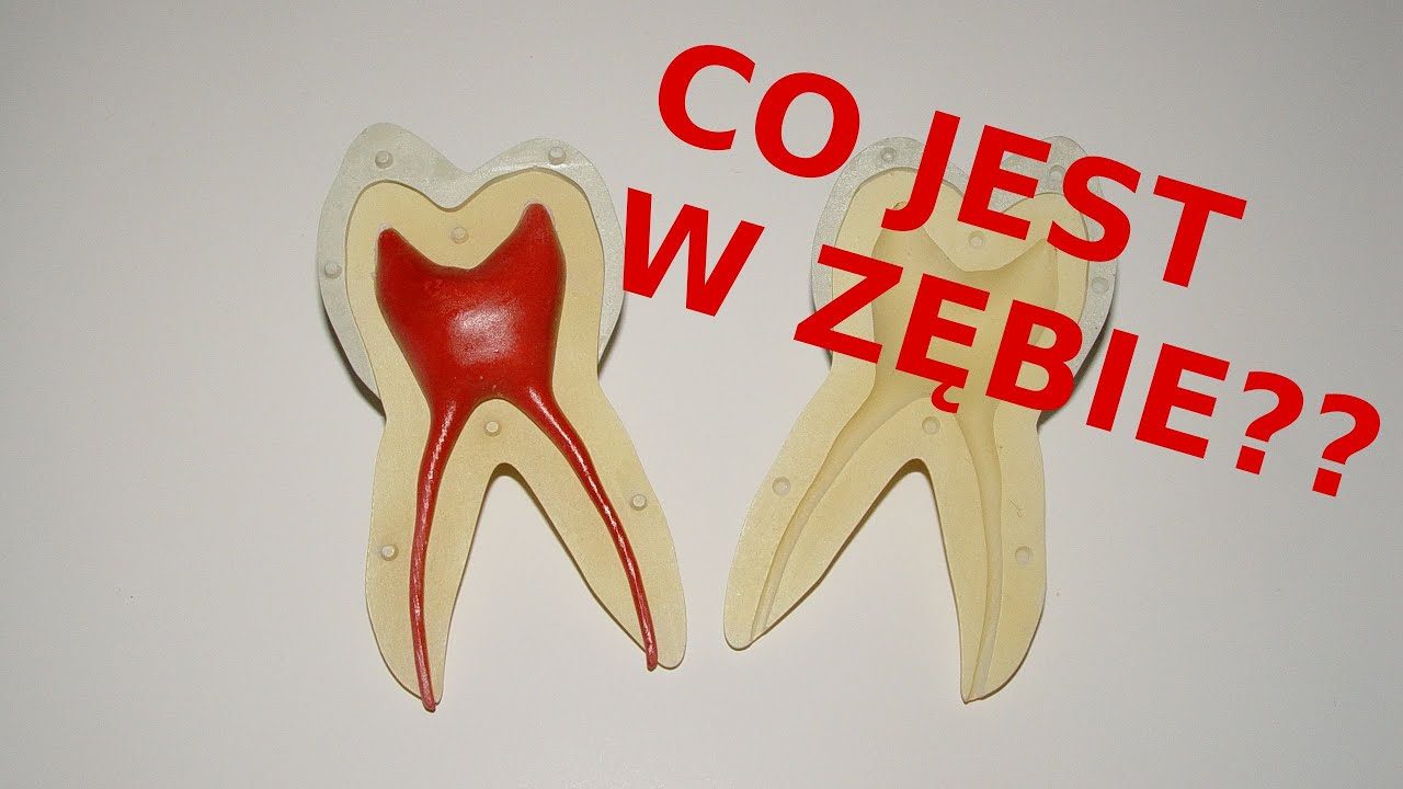 Anatomia zęba dla pacjentów w mniej niż 2 minuty