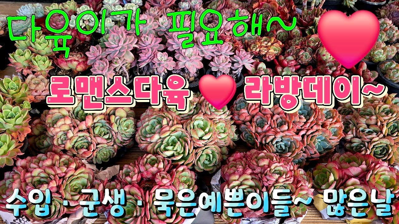 26년 2월 8일. 수입군생 예쁜이들고고~❤️ 로맨스다육 라이브방송  군생ㆍ예쁜이 맛집💕 문자 010-2781-1080 #다육이 #다육식물 #다육 #화분할인